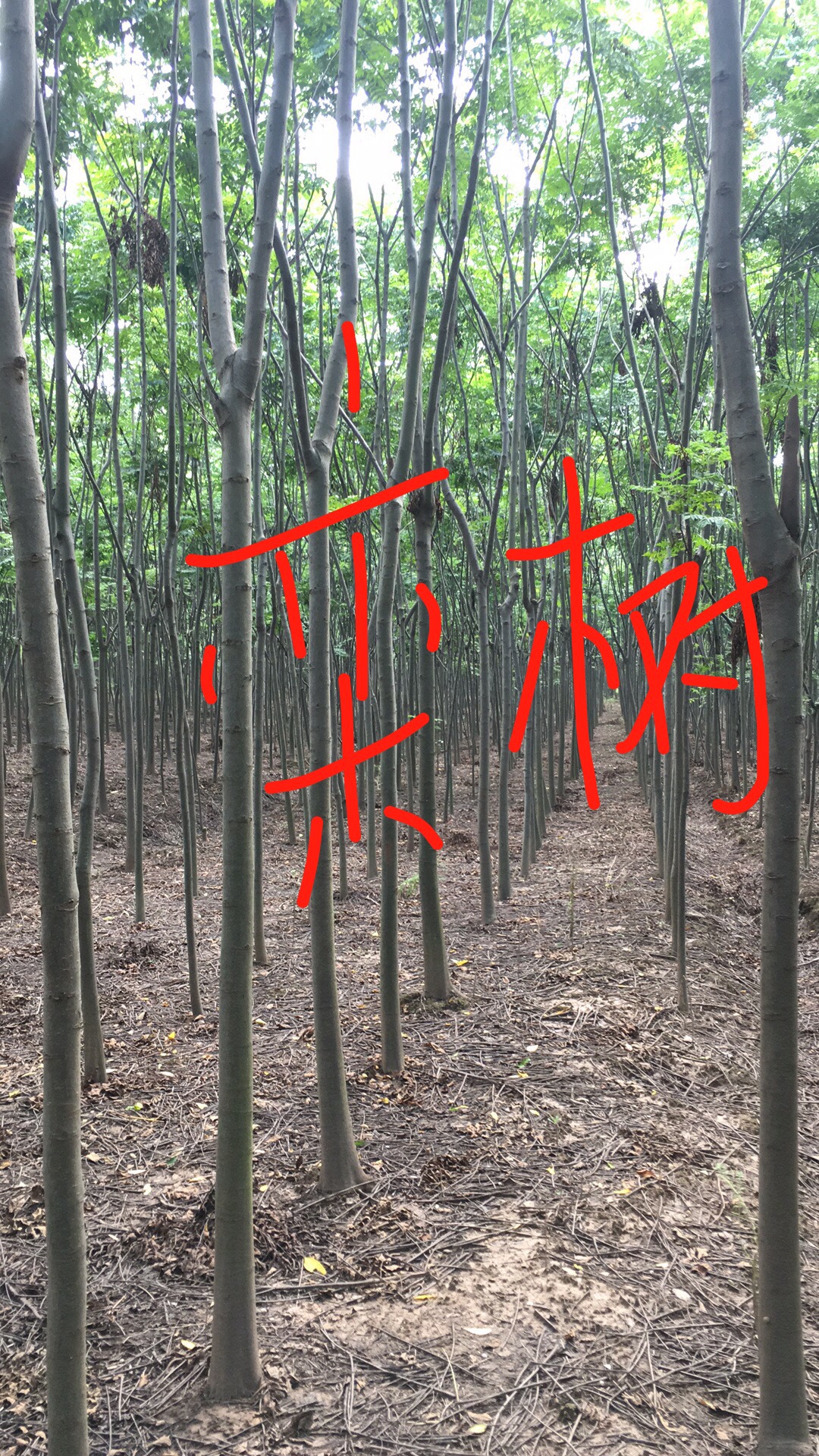 欒樹