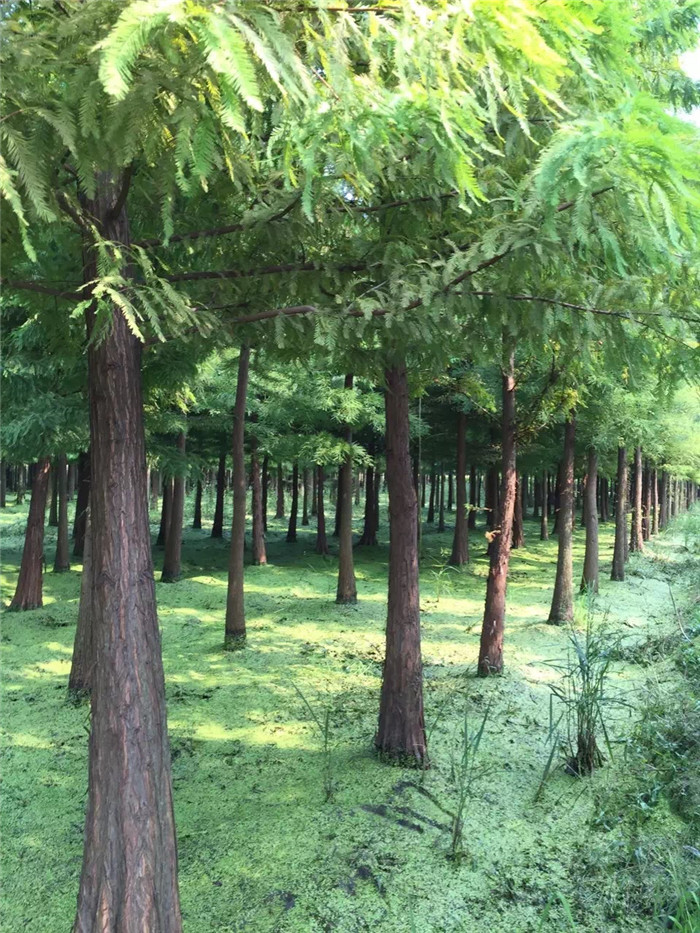 墨西哥落羽杉